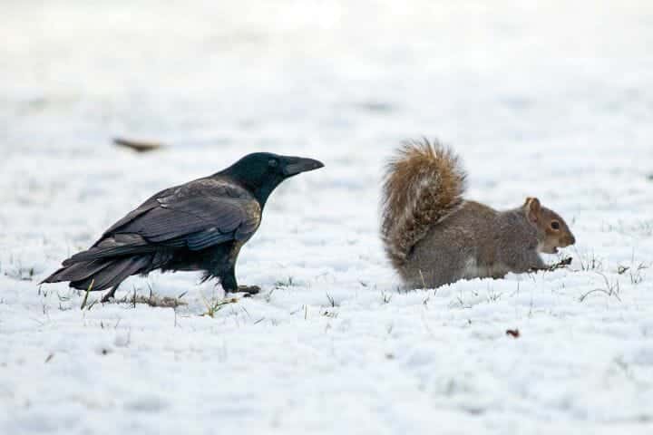 Do Crows Eat Squirrels
