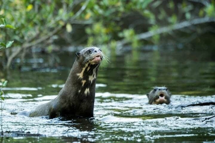 Amazing Animals of the Amazon Rainforest