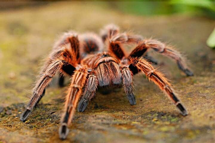 History of Arachnology