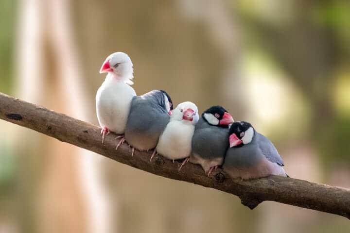 Do birds sleep with their eyes open