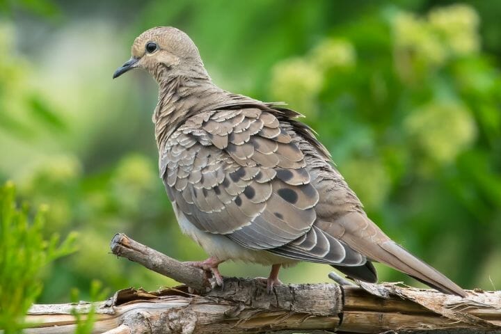 What Birds Sound Like An Owl