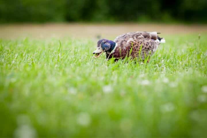 What Are Birds Eating In My Grass