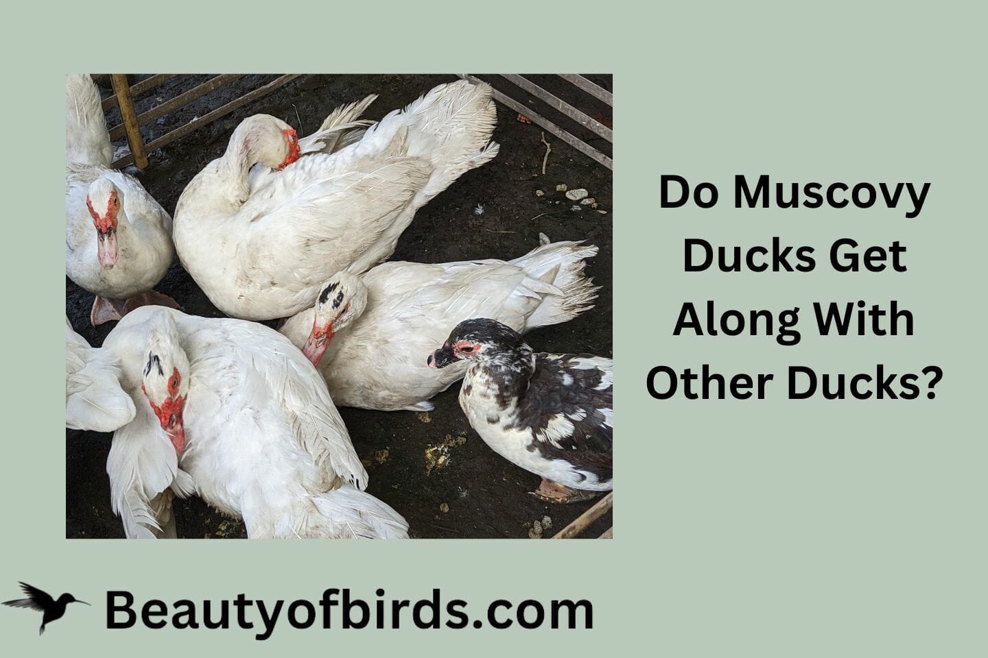 Do Muscovy Ducks Get Along With Other Ducks?