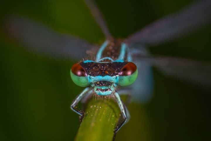 Best Insect Books