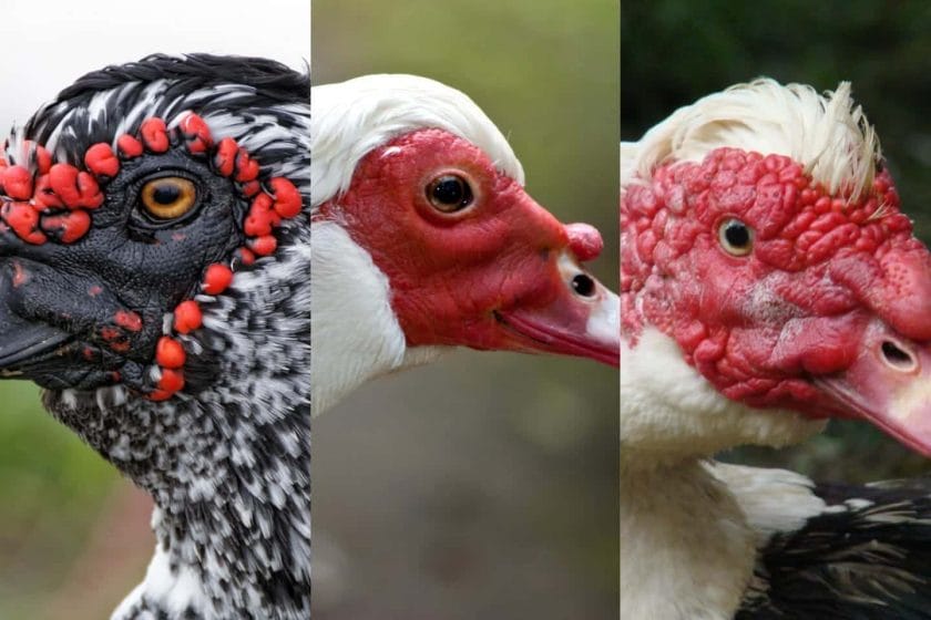 Muscovy Duck Colors: What Colors Are Muscovies?