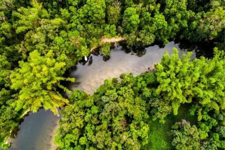 Amazing Animals of the Amazon Rainforest