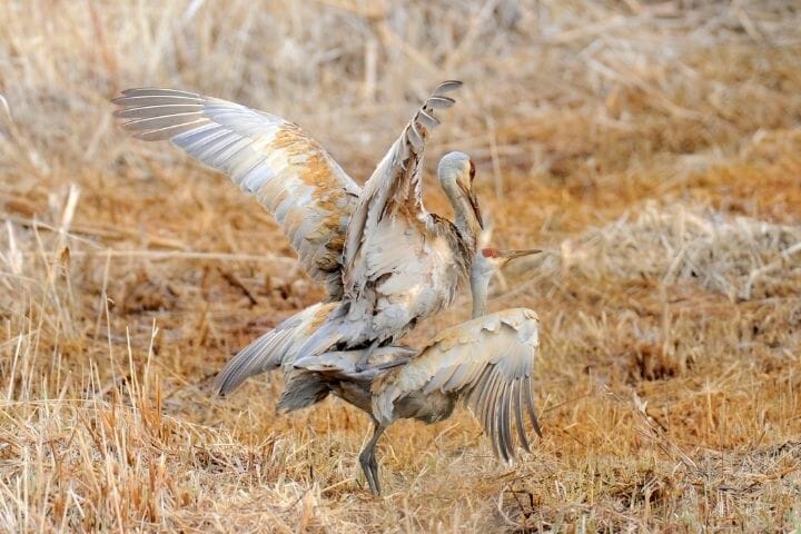 How Do Birds Mate