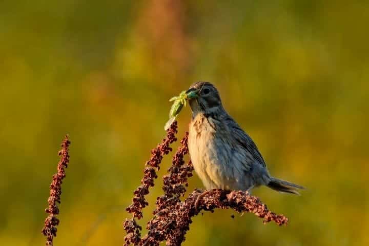 Can Birds Eat Maggots