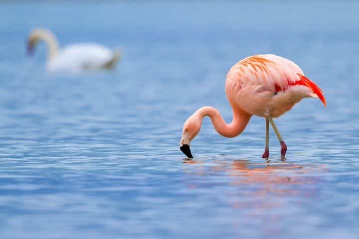 Can Flamingos Swim
