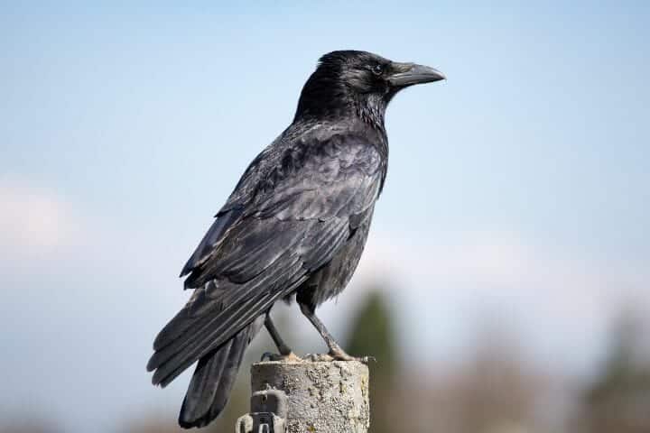 Can Crows And Ravens Mate