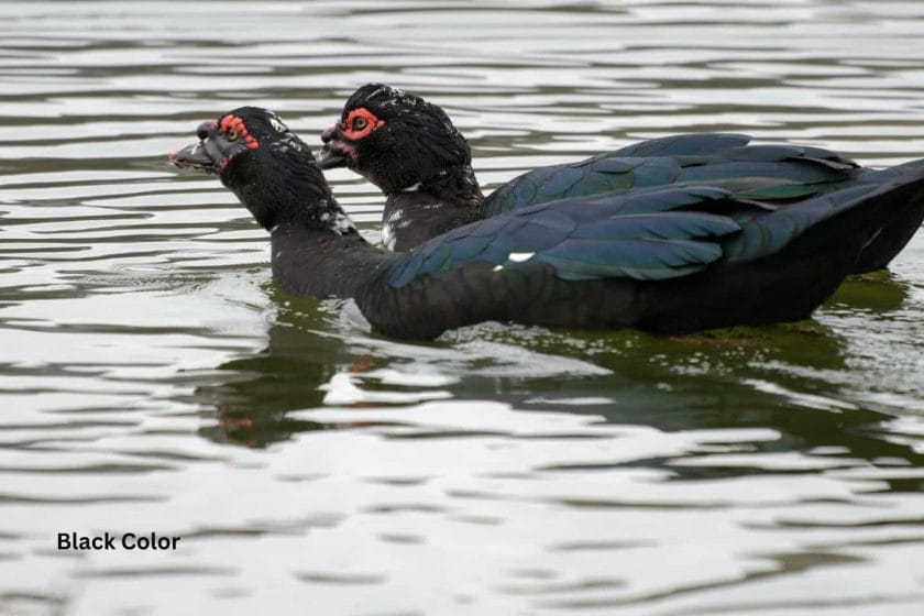 Muscovy Duck Colors: What Colors Are Muscovies?
