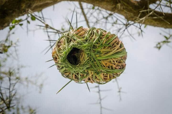 How Do Birds Choose Where to Nest