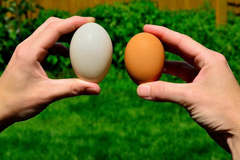 Muscovy Duck Egg Laying & Incubation Guide: What To Know