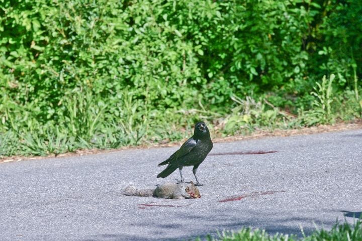 Do Crows Eat Squirrels