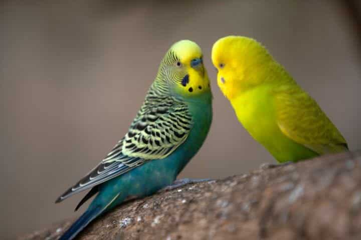 Do Birds Have Periods
