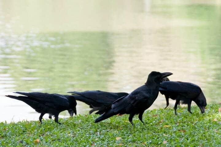 Do Crows Mate for Life