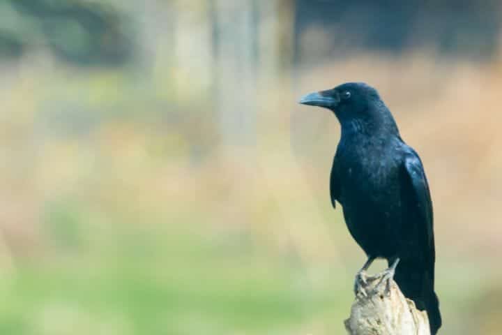 Can Crows And Ravens Mate