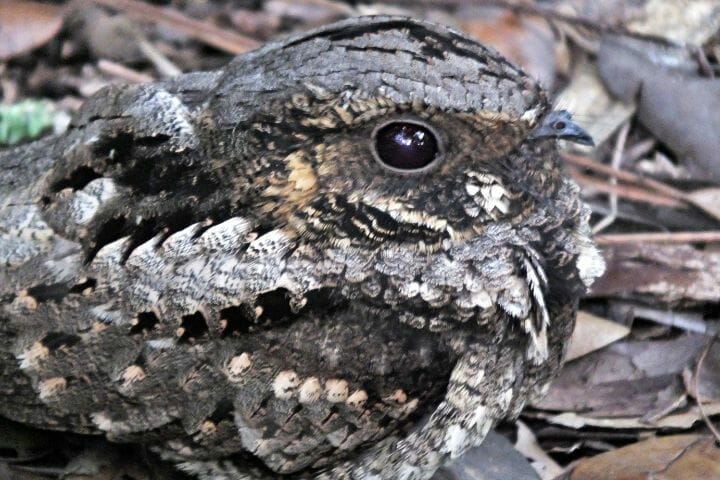 What Birds Sound Like An Owl