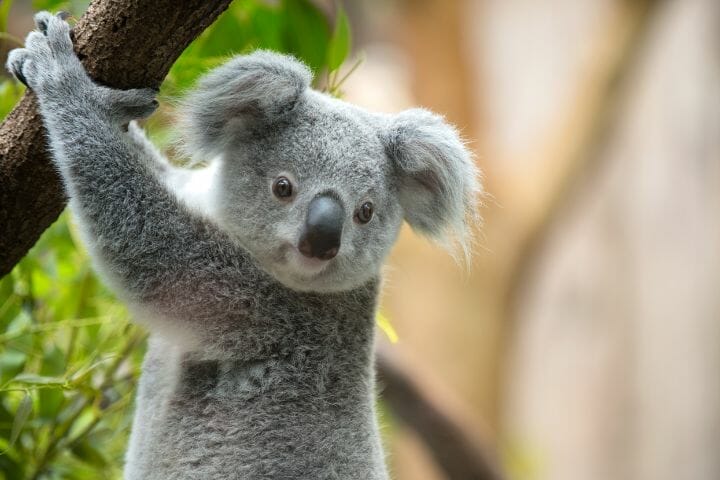 What Eats A Koala
