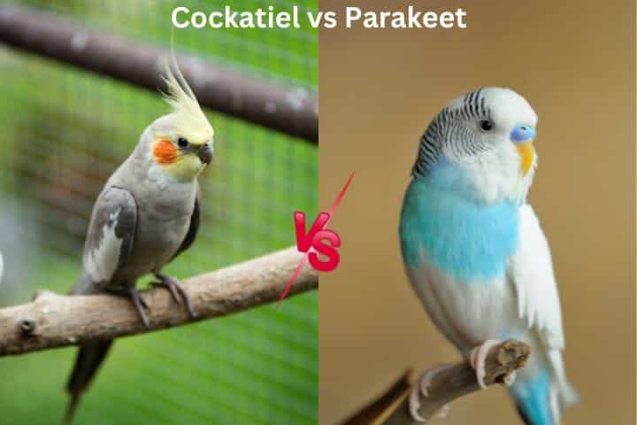 Cockatiel vs Parakeet - Most Important Differences