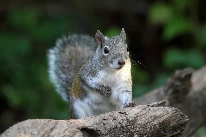 Do Crows Eat Squirrels