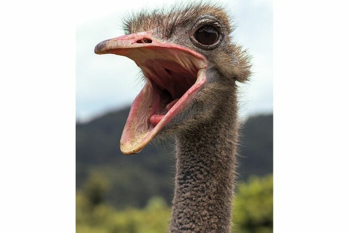 Do Ostrich Have Teeth