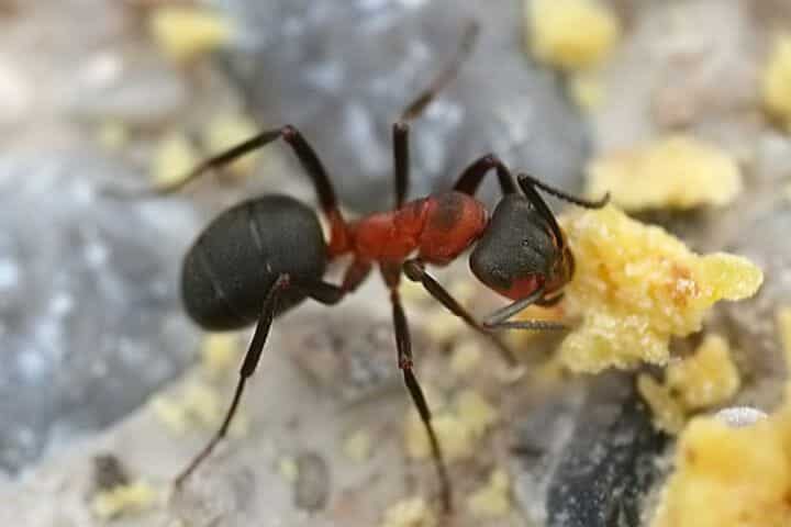Ancient Entomotherapy