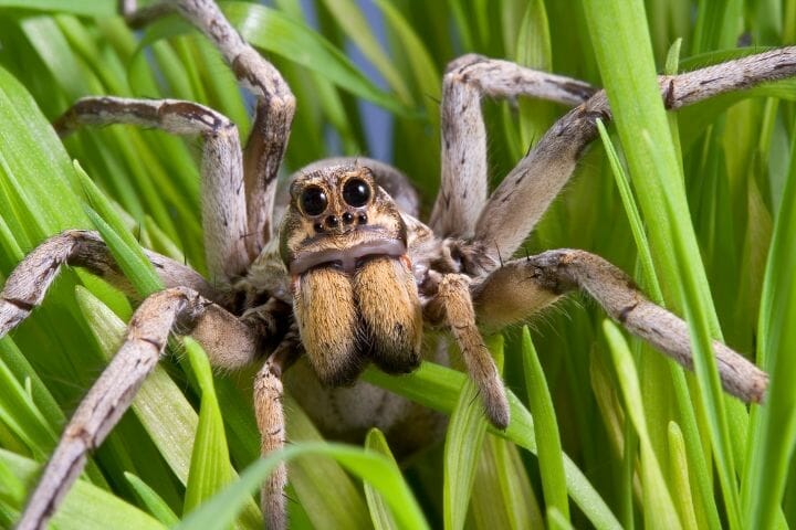 History of Arachnology