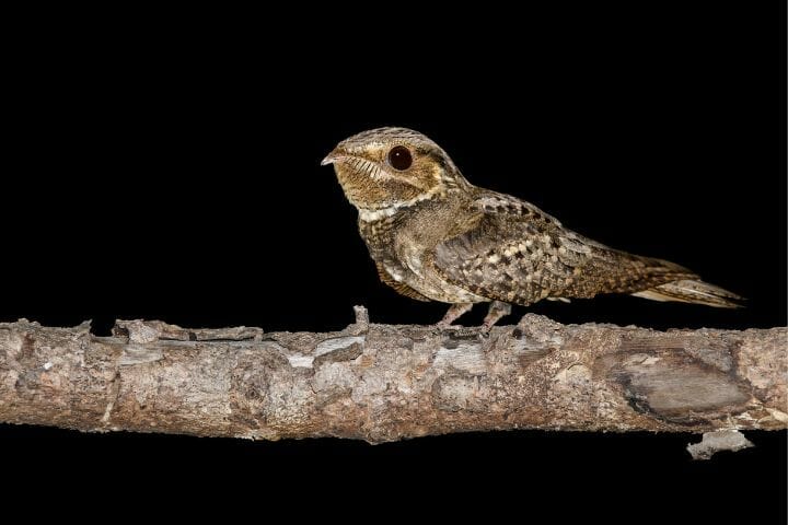 What Birds Sound Like An Owl