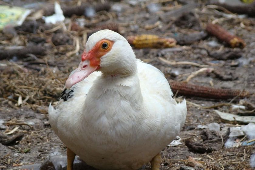 Muscovy Duck Size: How Big Do Muscovies Get?