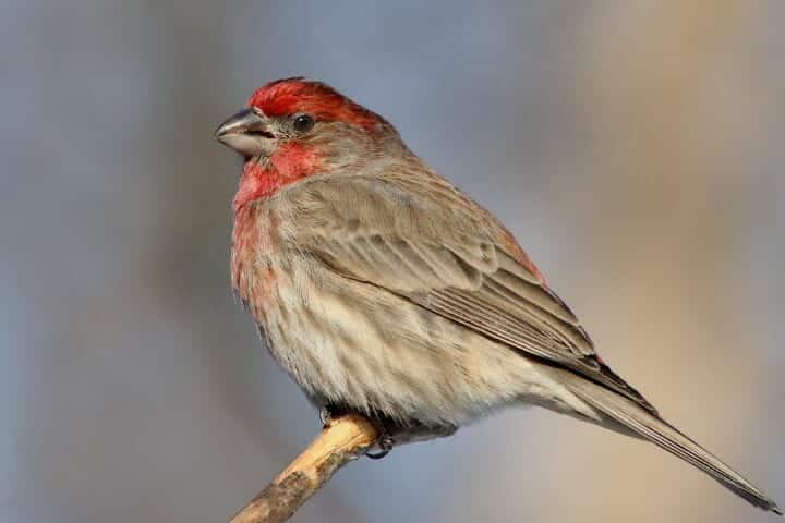 Where Do Finches Sleep At Night