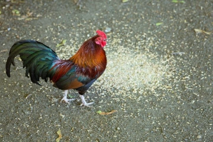 Can Roosters Eat Layer Feed