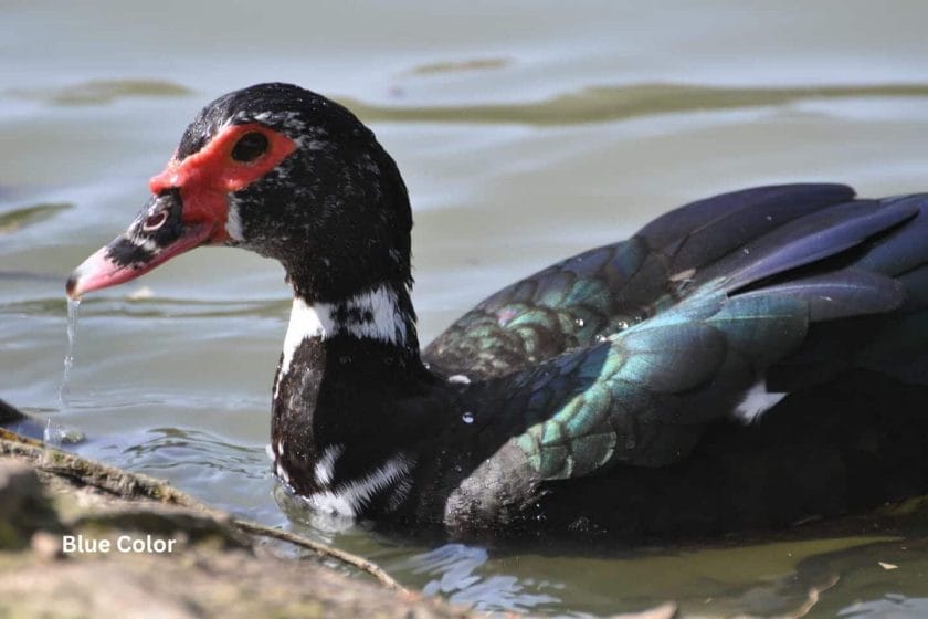 Muscovy Duck Colors: What Colors Are Muscovies?