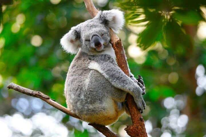 What Eats A Koala