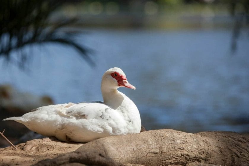 Muscovy Duck Facts: 21 Interesting Things About Muscovies