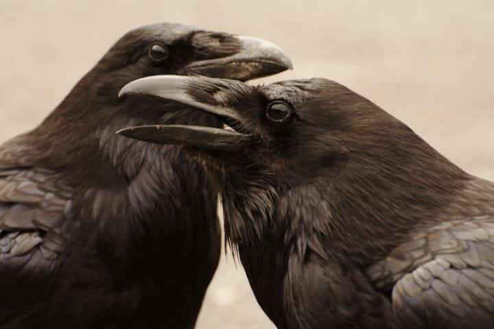 Do Crows Mate for Life