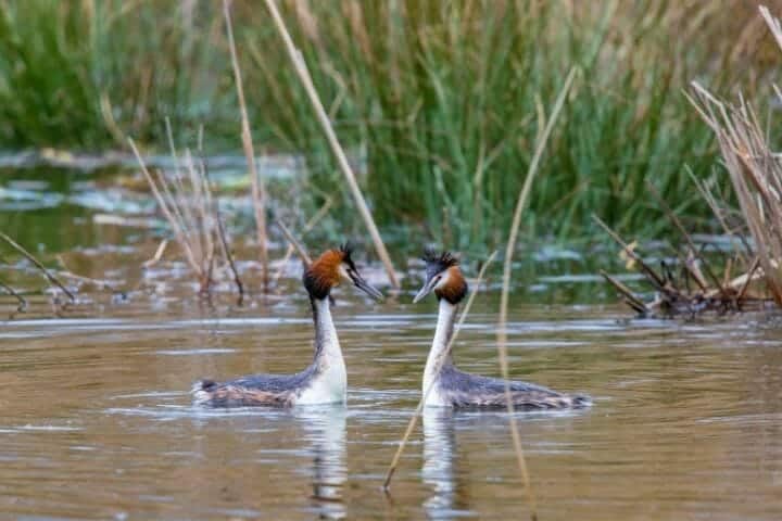 How Do Birds Mate