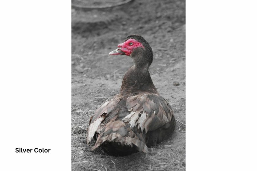 Muscovy Duck Colors: What Colors Are Muscovies?
