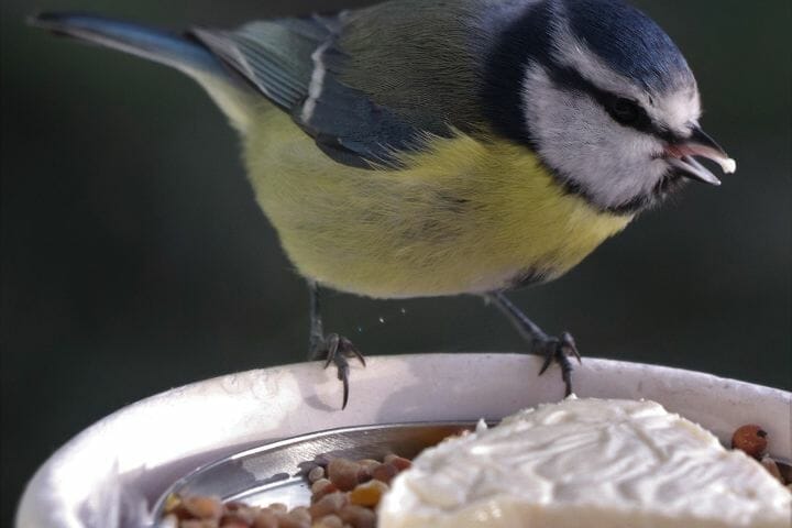 Can Birds Eat Cheese
