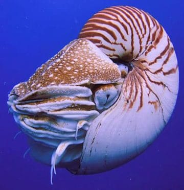 Living Nautilus with feeding tentacles retracted.