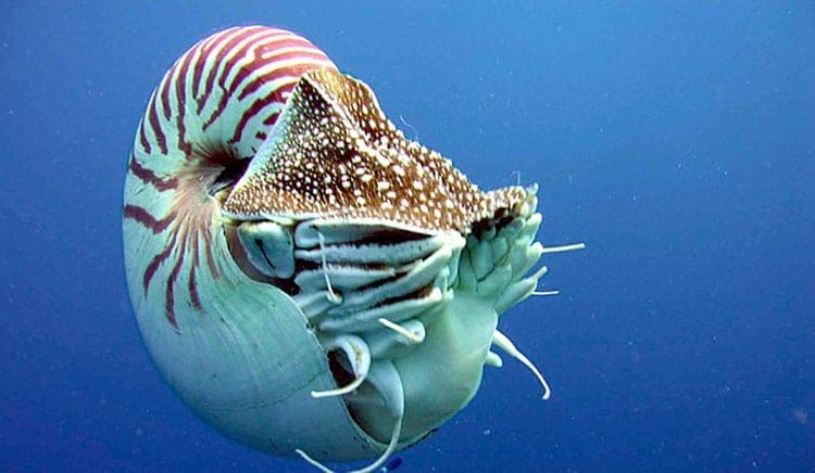 A live Nautilus with feeding tentacles extended.