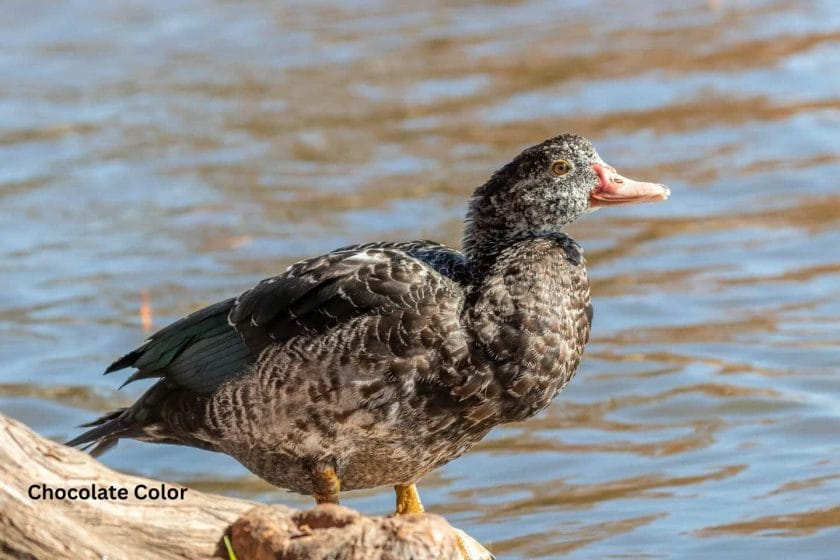 Muscovy Duck Colors: What Colors Are Muscovies?