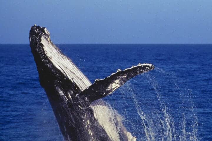Dolphin Mythology and Whaling History