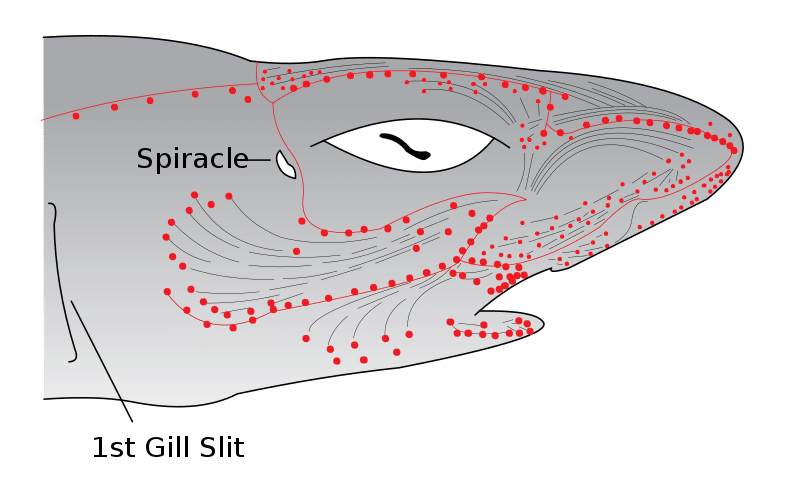 Diagram of the distribution of the Ampullae of Lorenzini in a shark.