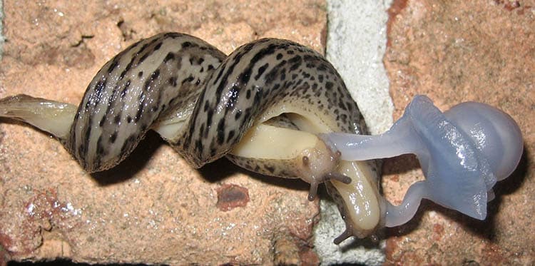 Slug (Limax maximus) Gastropod reproduction