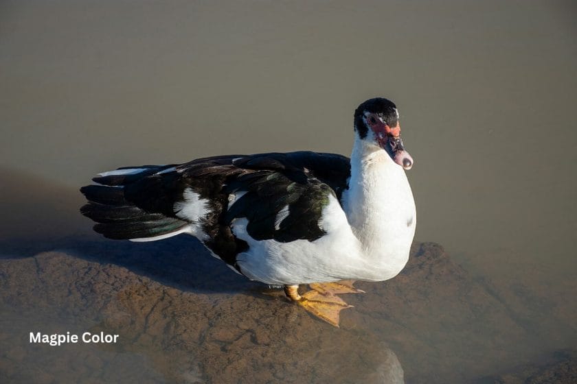 Muscovy Duck Colors: What Colors Are Muscovies?