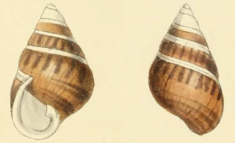 Achatinella perversa, an extinct species of Hawaiian tree snail.