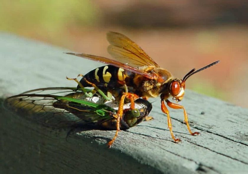 Adult-cicada-killer-wasp-hauling-its-cicada-prey