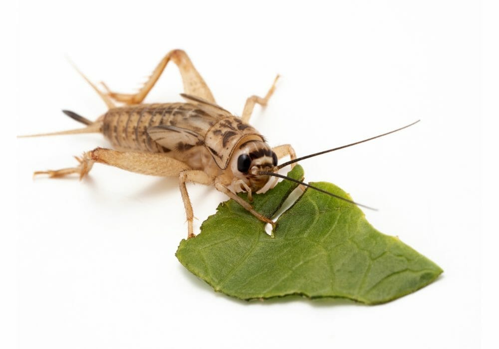 What Do Crickets Eat & What To Feed Them [2023]