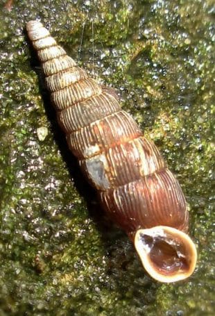 Alinda biplicata